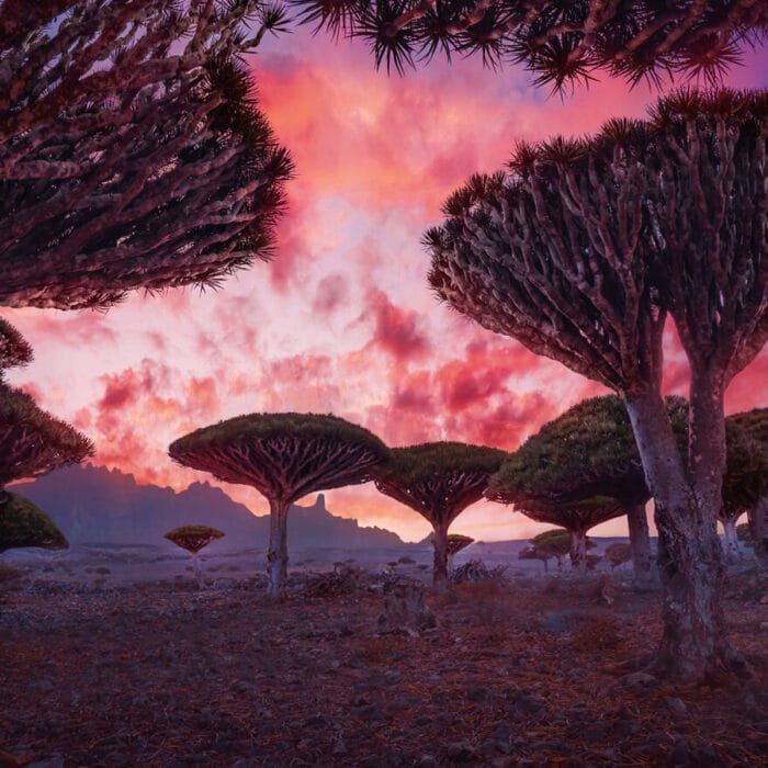 Isola Socotra Yemen
