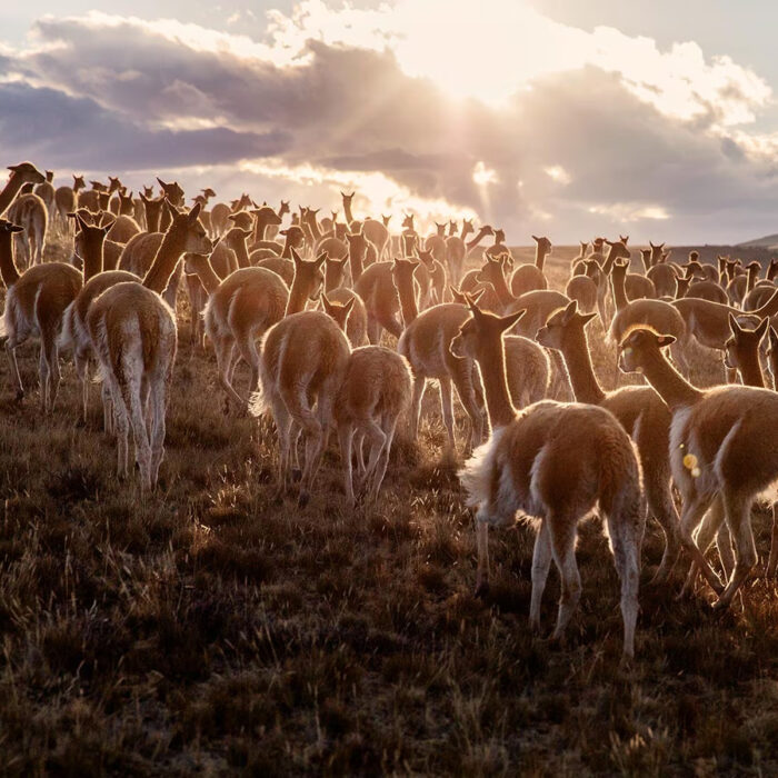 Tessuti più preziosi mondo Lana Vicuña Loro Piana