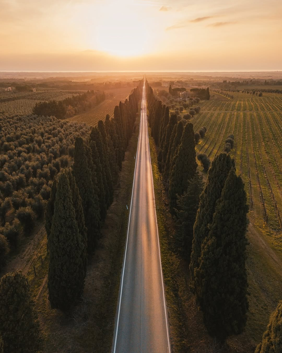 Viale dei Cipressi Bolgheri Toscana