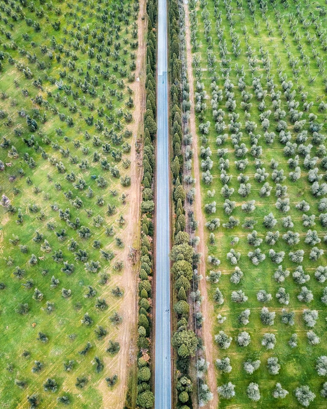 Viale dei Cipressi Bolgheri Toscana