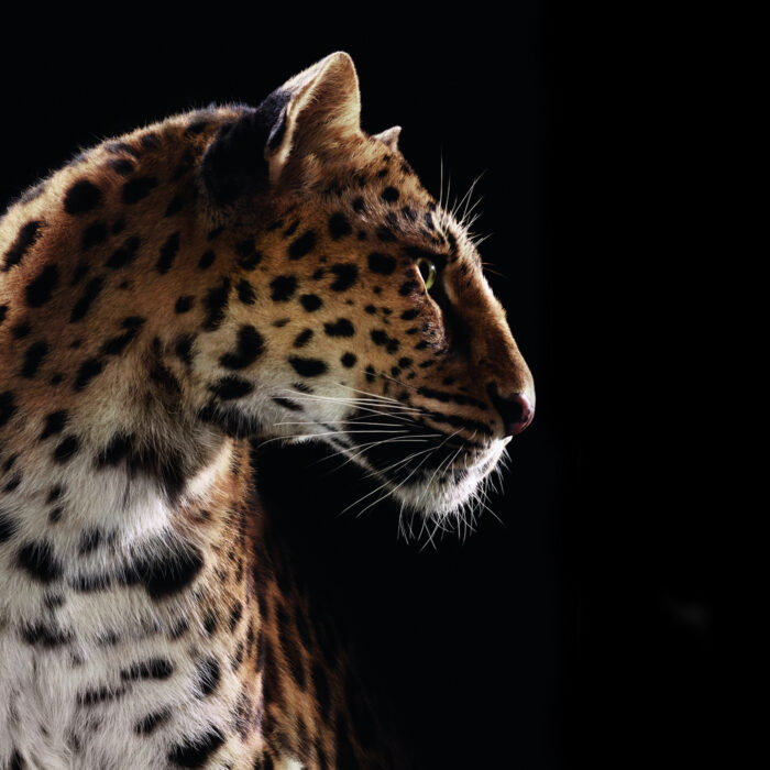 Cartier Panthère Campaign ad