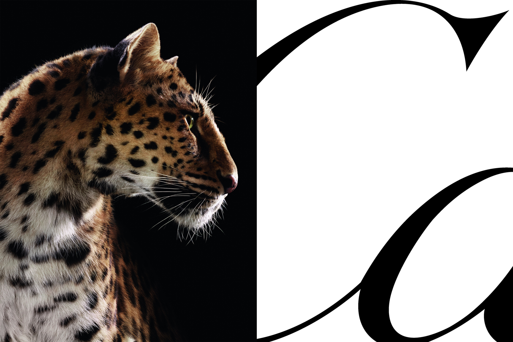 Cartier Panthère Campaign ad