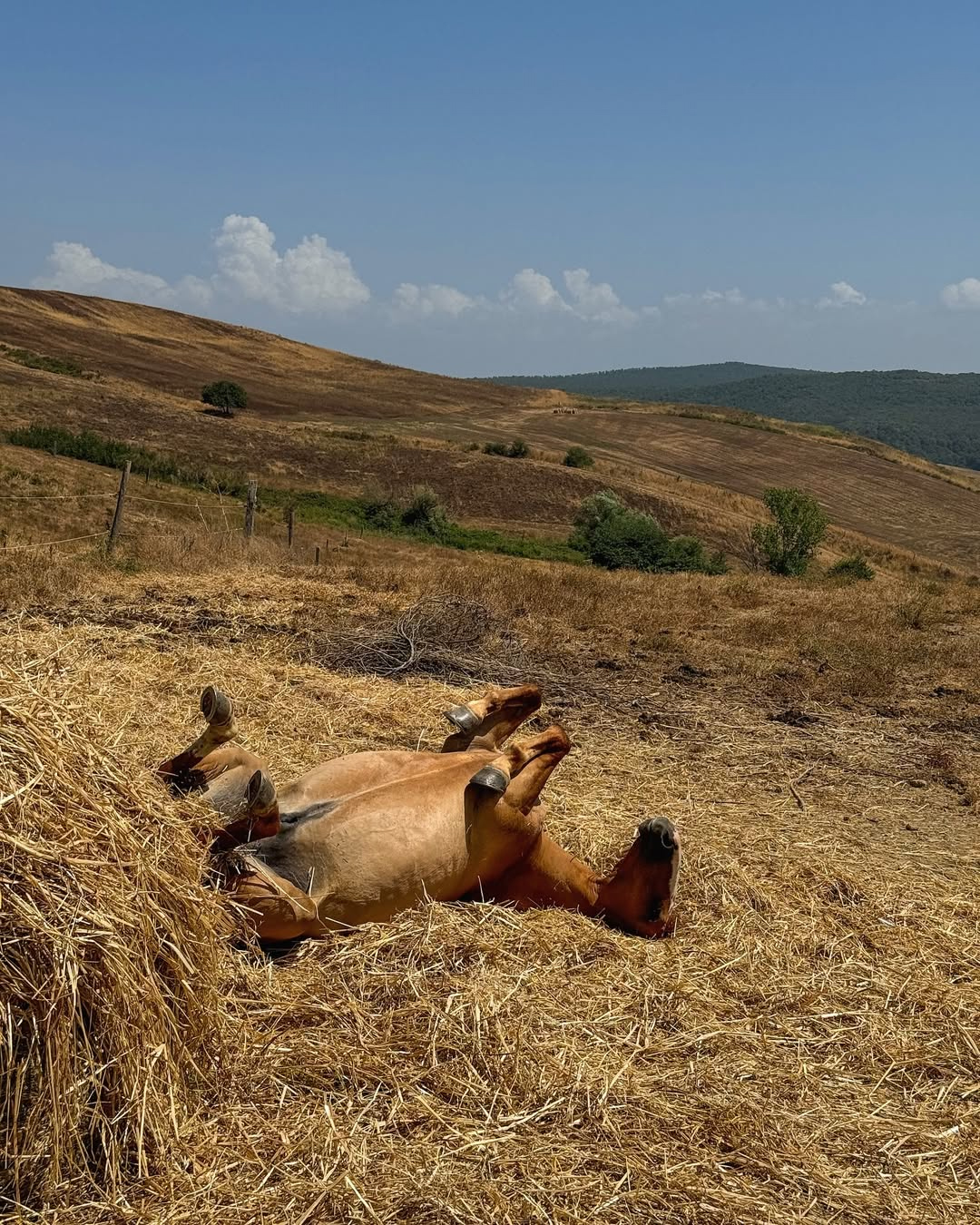 Agriturismo Re Tarquinio Tuscania cavalli colline