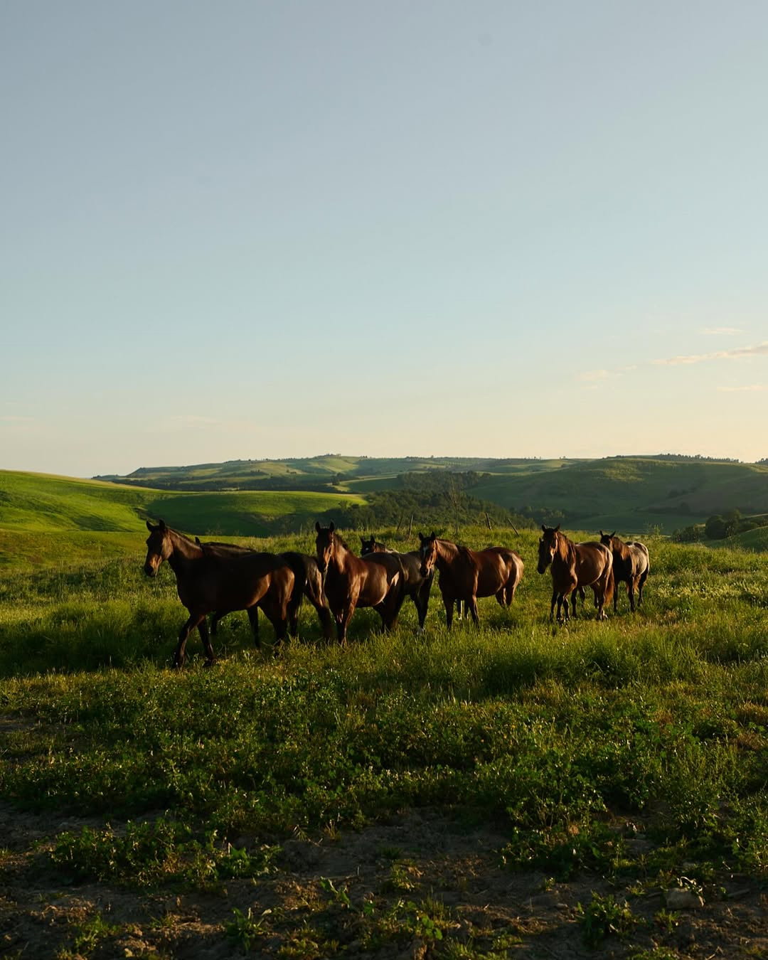 Agriturismo Re Tarquinio Tuscania cavalli colline
