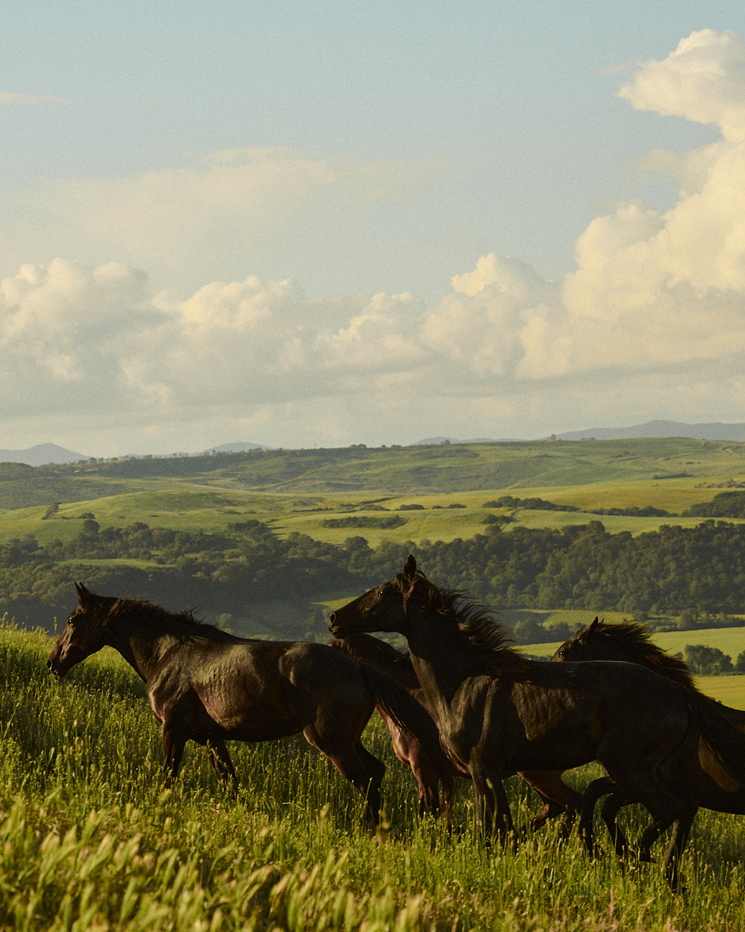 Agriturismo Re Tarquinio Tuscania cavalli colline