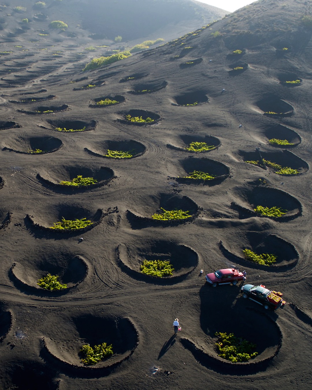 La Geria Lanzarote viticoltura eroica Luna