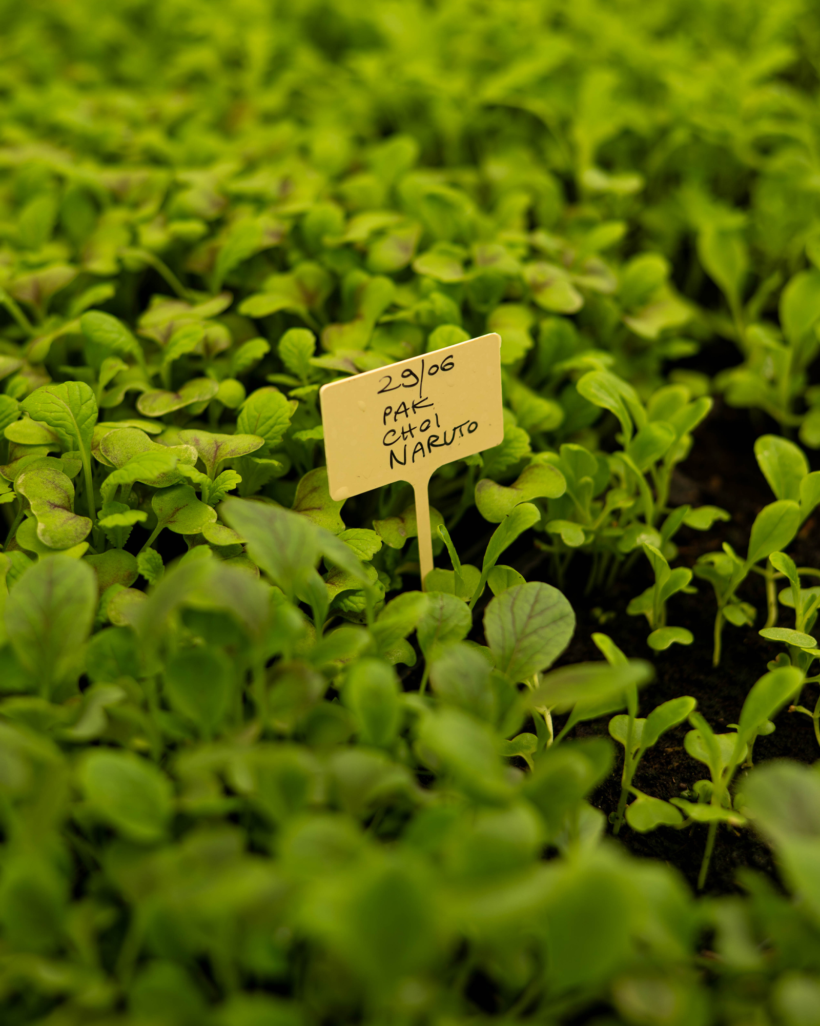 Pak Choi Naruto orto serra La Rei Natura Michelangelo Mammoliti