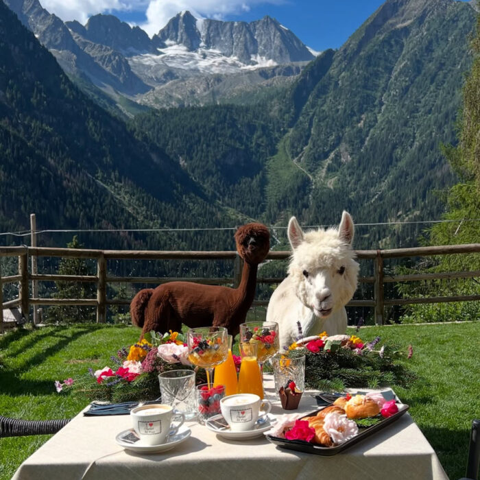 Alpaca Hotel Chalet Al Foss Trentino