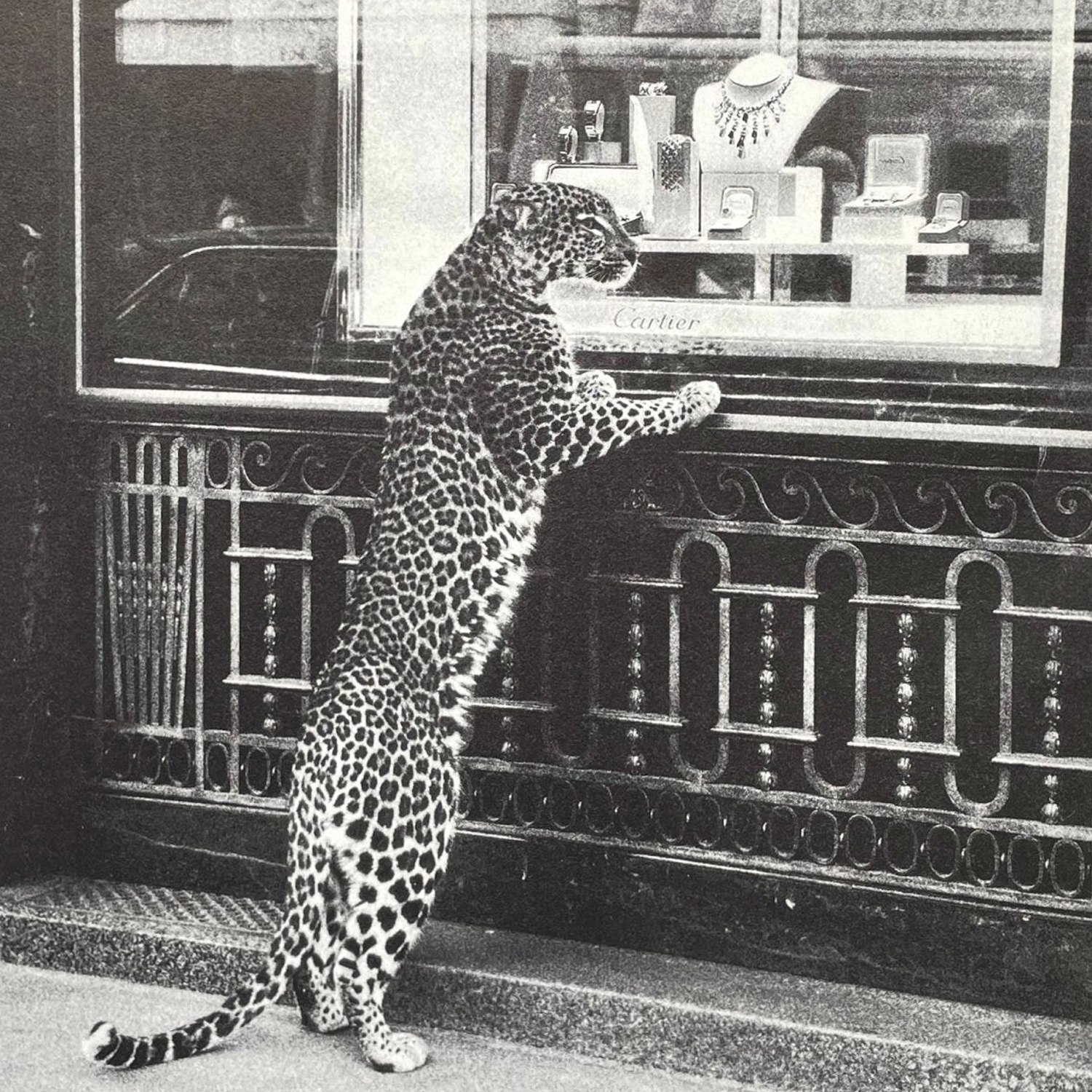 Cartier Panthère storia campagna adv