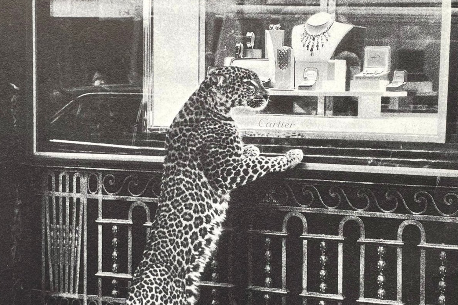 Cartier Panthère storia campagna adv