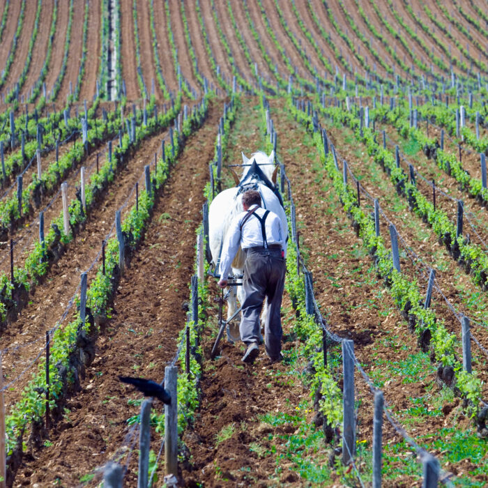 Domaine de la Romanée-Conti vino borgogna storia