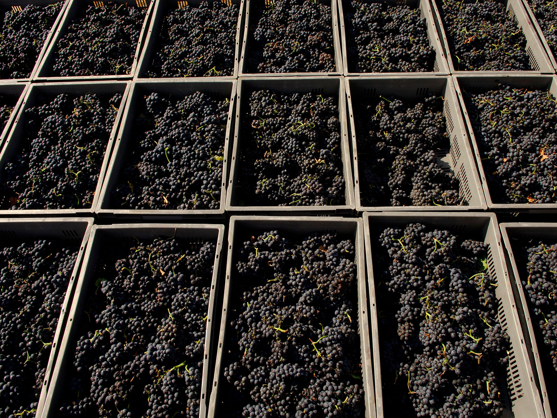 Domaine de la Romanée-Conti vino borgogna storia