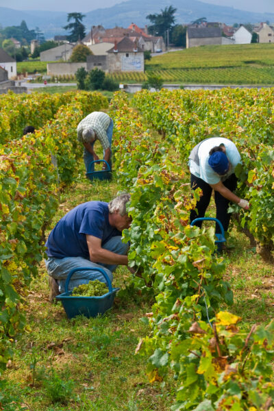 Domaine de la Romanée-Conti vino borgogna storia