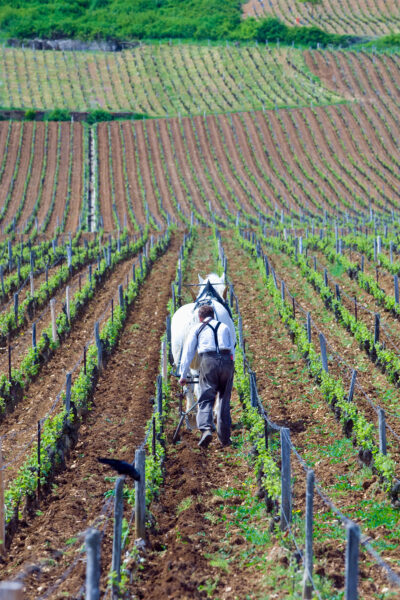 Domaine de la Romanée-Conti vino borgogna storia
