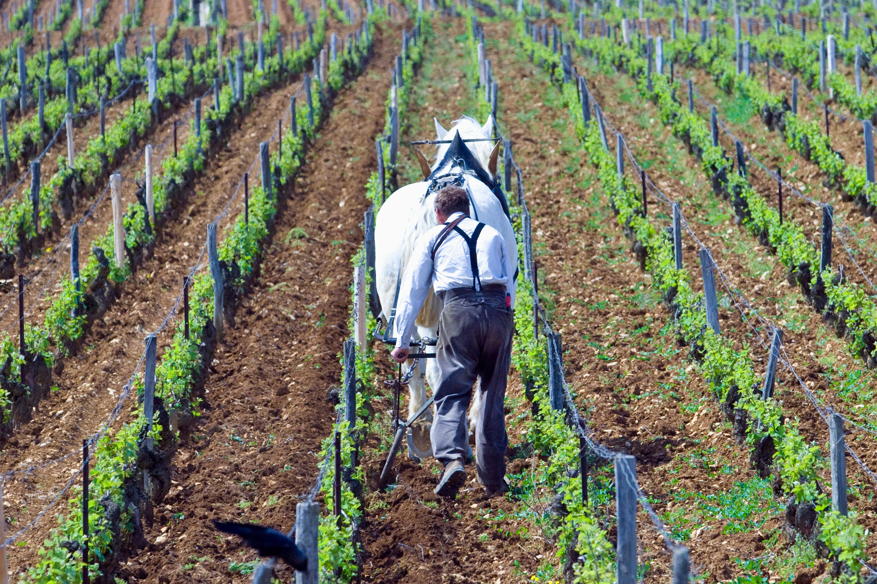 Domaine de la Romanée-Conti vino borgogna storia