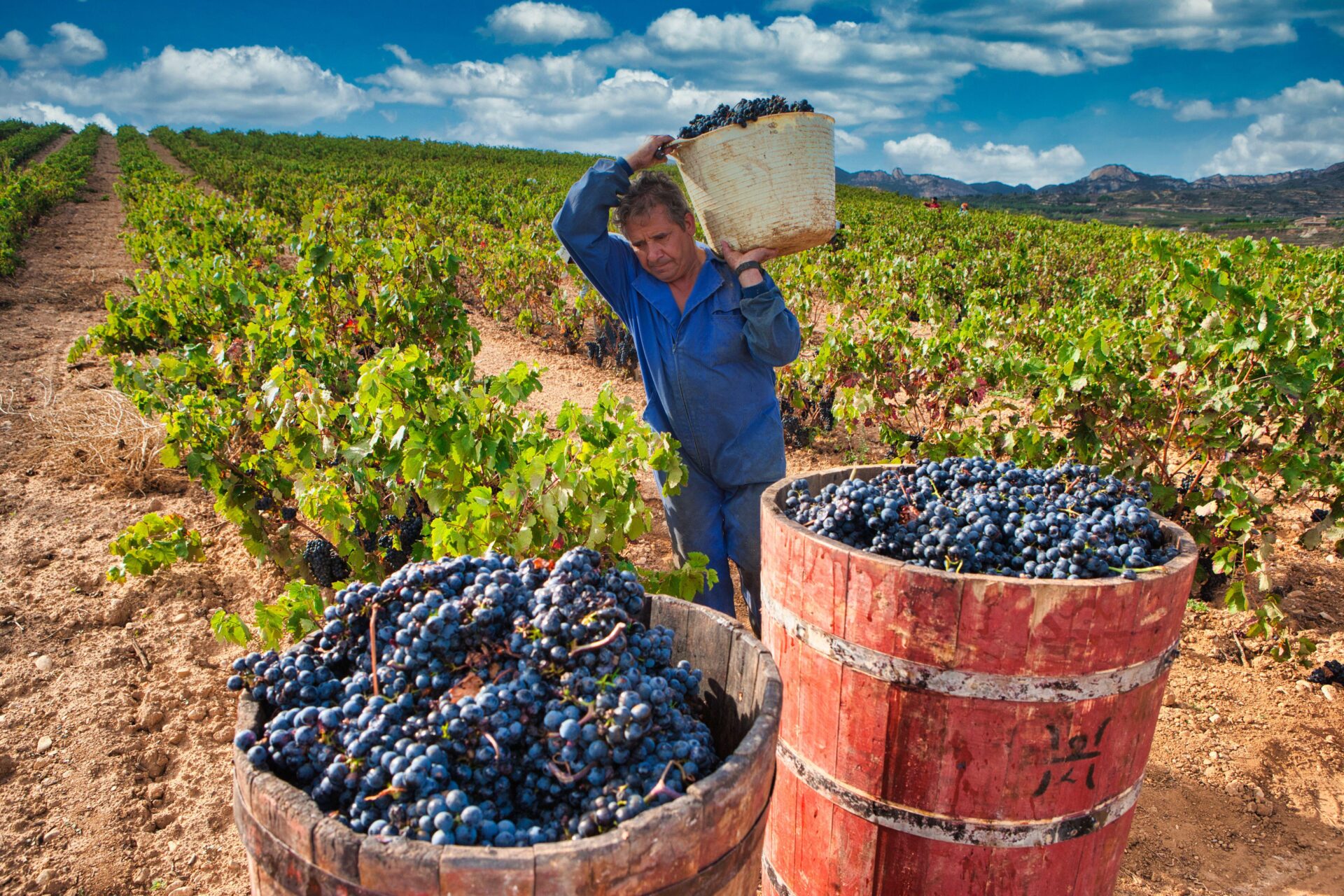 López de Heredia Viña Tondonia Vigna La Rioja Spagna