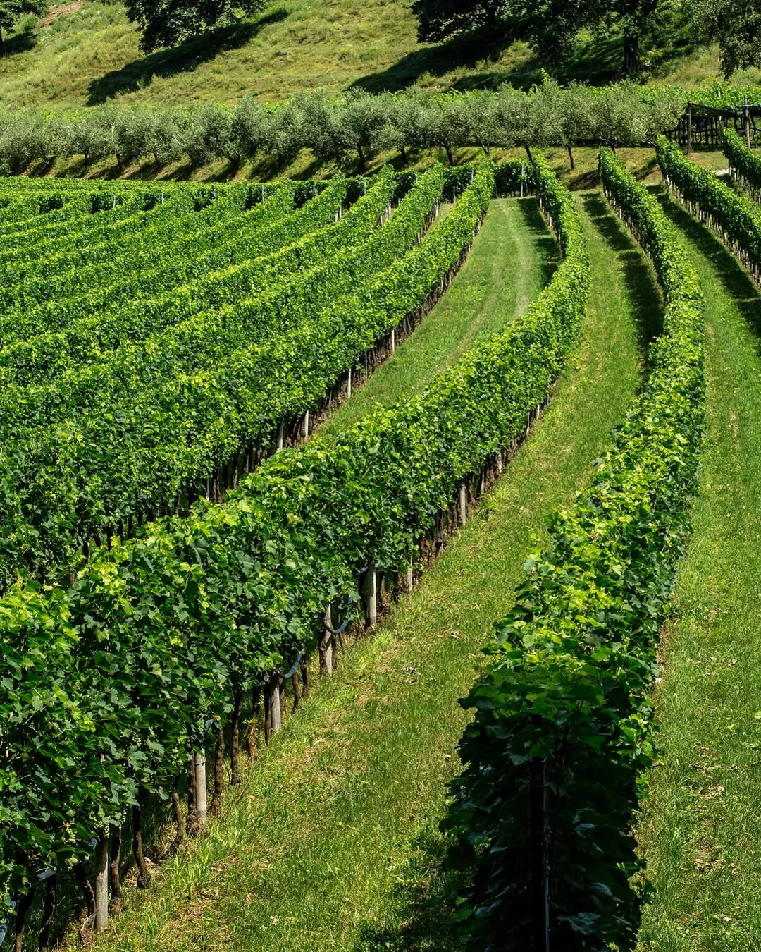 Tenuta San Leonardo cantina vino Trentino vigna uva