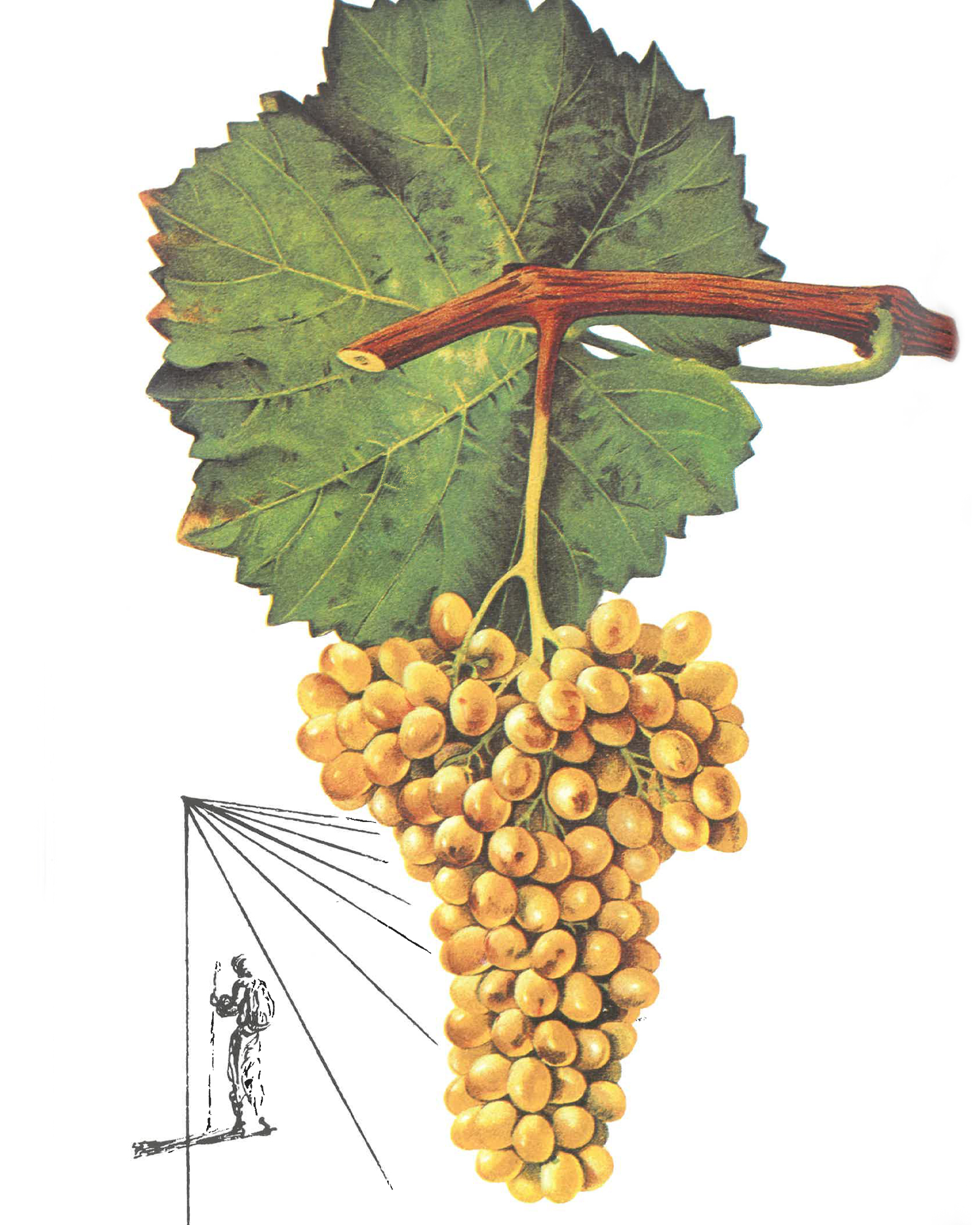 Salvador Dalí Les Vins de Gala libro vini guida Taschen illustrazione