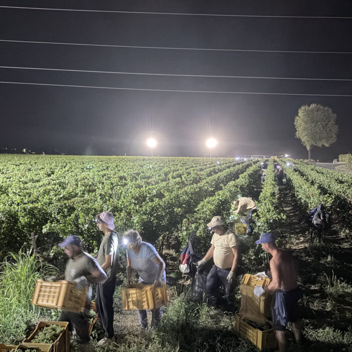 Berlucchi Vendemmia Notturna Italia vino