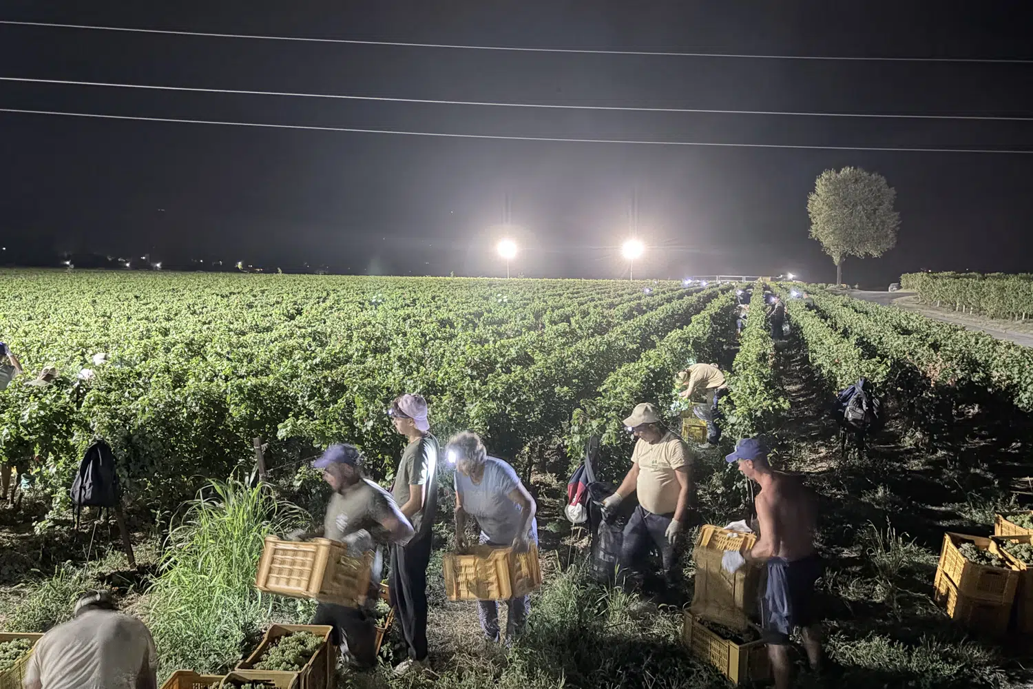 Berlucchi Vendemmia Notturna Italia vino