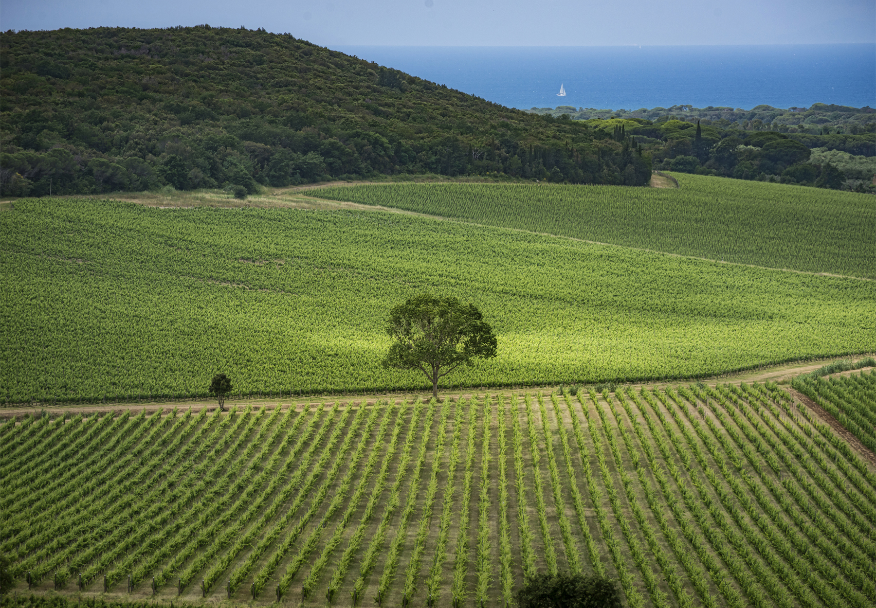 Tenuta Guado al Tasso Bolgheri cantina vino Marchesi Antinori mare anfiteatro bolgherese
