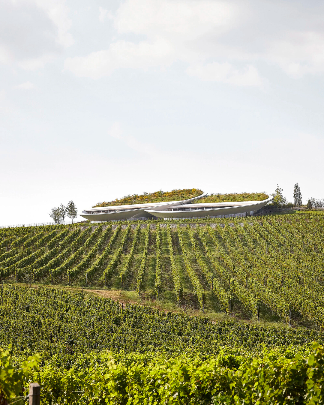 Sauska Tokaj winery cantina vino ungheria design architettura